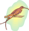 Brown Hummingbird Perched Clip Art